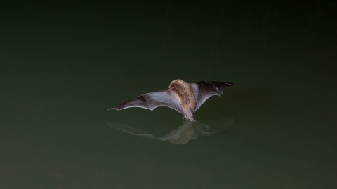Daubenton Bat