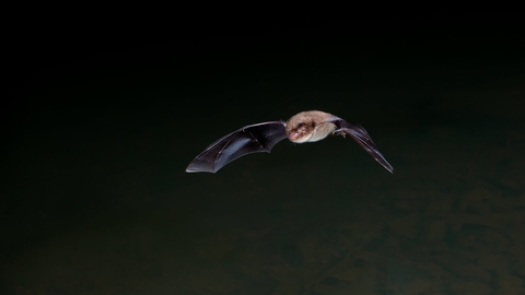 Daubentons Bat