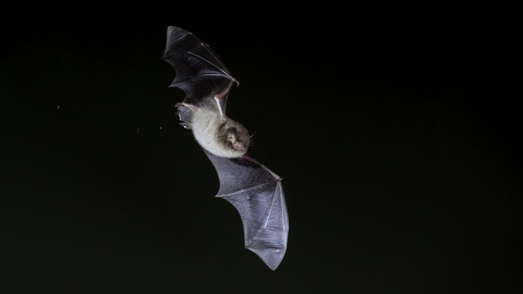 Daubenton's bat