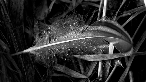 feather with dewdrops