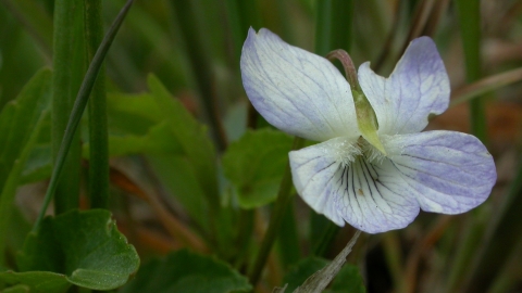 Fen violet