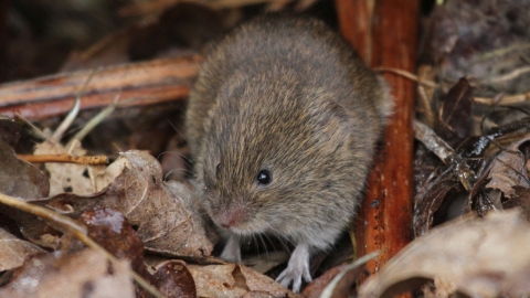 Field vole