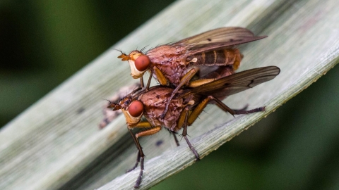 Fruit flies mating - Mark Robinson