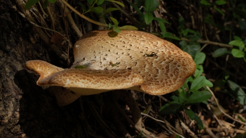 A type of bracket fungi