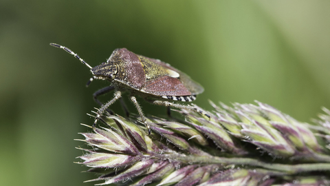 Shieldbug on a grass flower