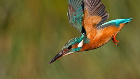 Kingfisher in flight about to dive