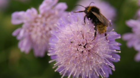 Field scabious and bee