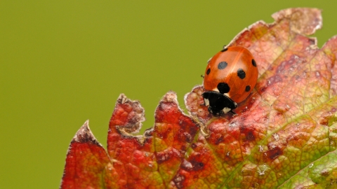 Ladybird