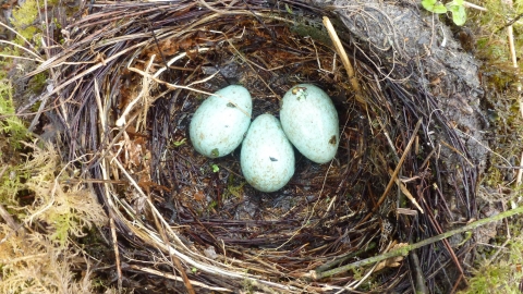 Blackbird nest with three eggs