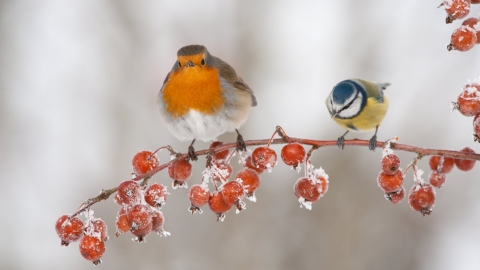 Robin and blue tit in winter