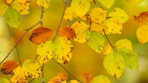 Autumn colours