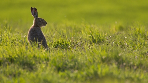 Hare looking right in a green field