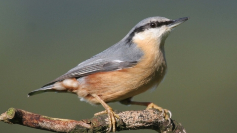 Nuthatch