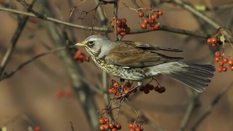 Fieldfare (Turdus pilaris), perched on branch with rowan berries