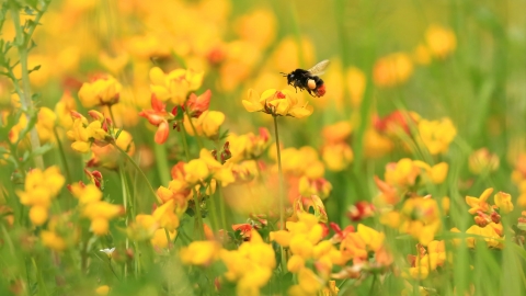 Red-tailed bumblebee on bird's foot trefoil