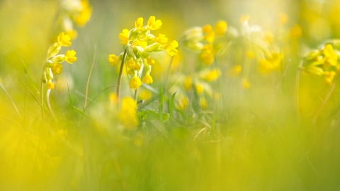 Cowslips