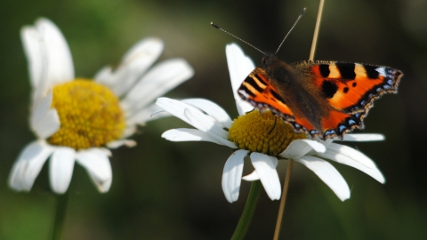 Small tortoiseshell on daisy