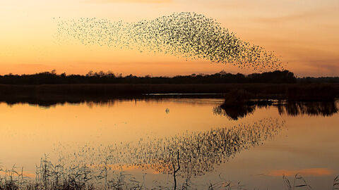 Murmuration of starlings at sunset