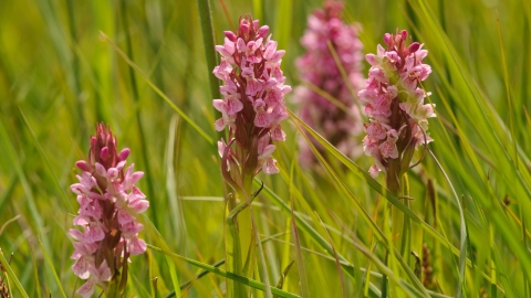 South-marsh orchids