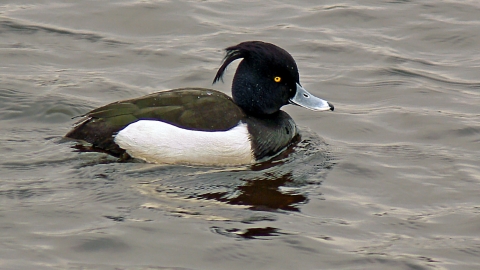 Tufted duck