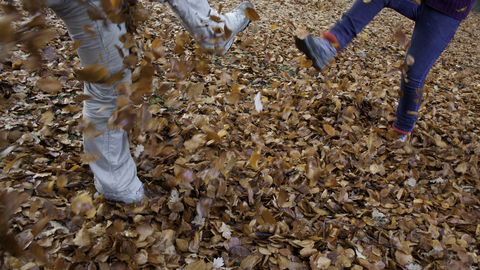 Exploring autumn leaves