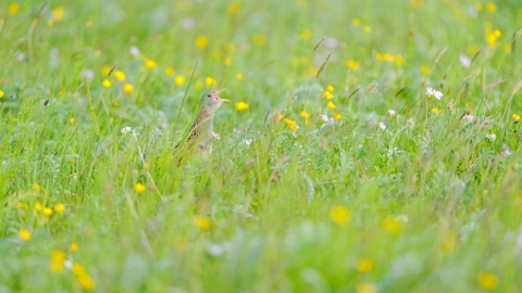grass