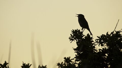 A bird silhouetted against the sky pictured with its beak open, singing.