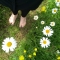 Bare feet on grass with oxeye daisies