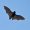 A arbastelle bat in flight