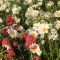 Wildflowers in bloom in Becky Mayes's Garden