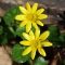 Lesser Celandine