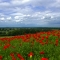 Poppies in the North Chilterns