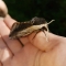 A privet hawkmoth on Russell's hand