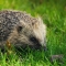 Hedgehog by Gillian Day from Wild Net