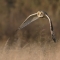 Short eared owl at the Great Fen - Kevin Robson