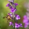 A wool carder bee feeding on toadflax