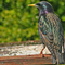 Starling perched at a feeder, The Wildlife Trusts
