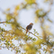 Nightingale