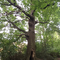 Veteran tree