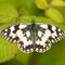 marbled white butterfly resting on leaf with wings open