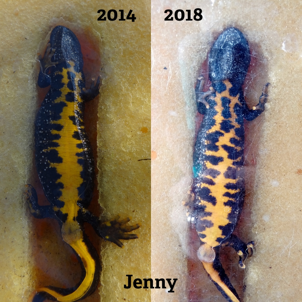 What do great crested newts and zebras have in common? Wildlife Trust