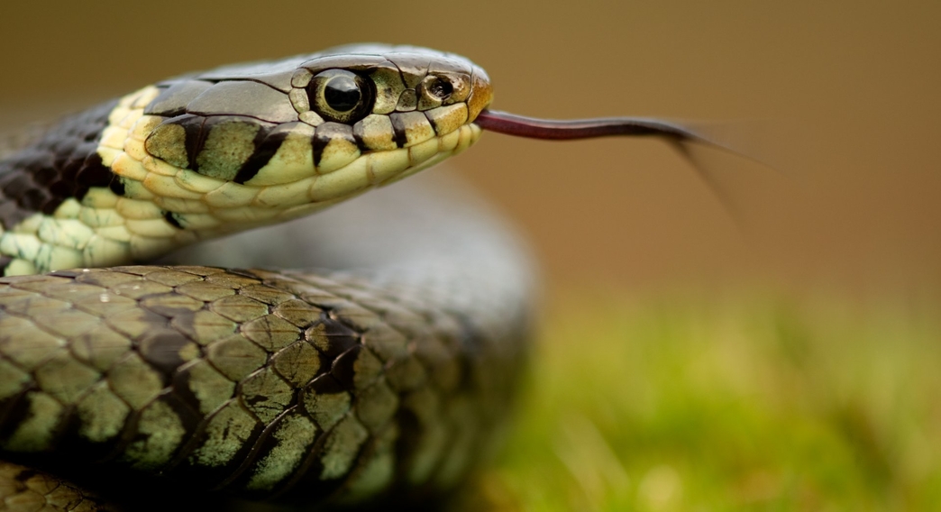 Identify UK snakes | Wildlife Trust for Beds Cambs & Northants