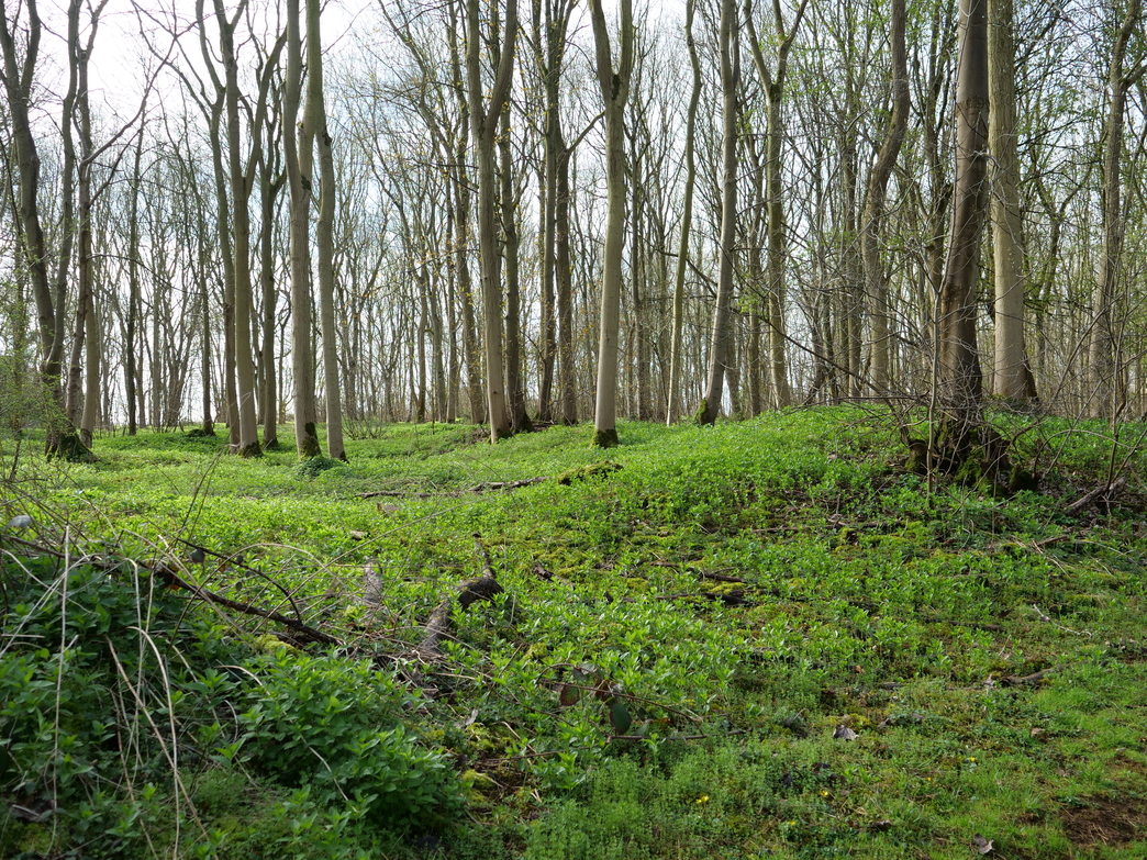 Ancient Woodland Inventory Survey Updates | Wildlife Trust for Beds ...