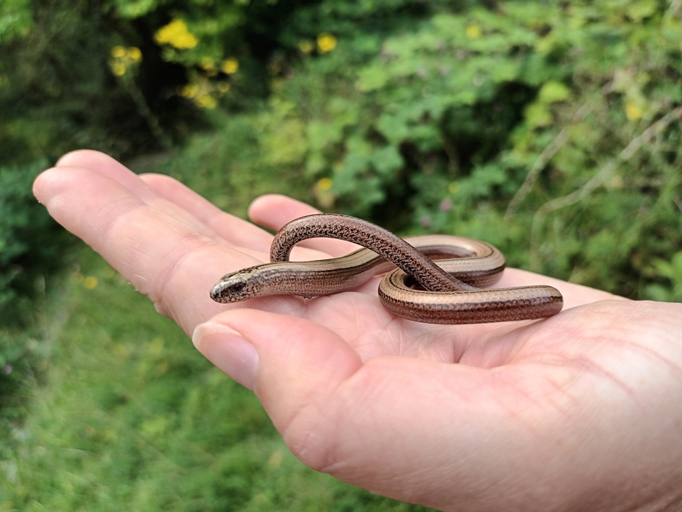 Settling Slow Worms Wildlife Trust For Beds Cambs Northants Settling Slow Worms Wildlife Trust For Beds Cambs Northants