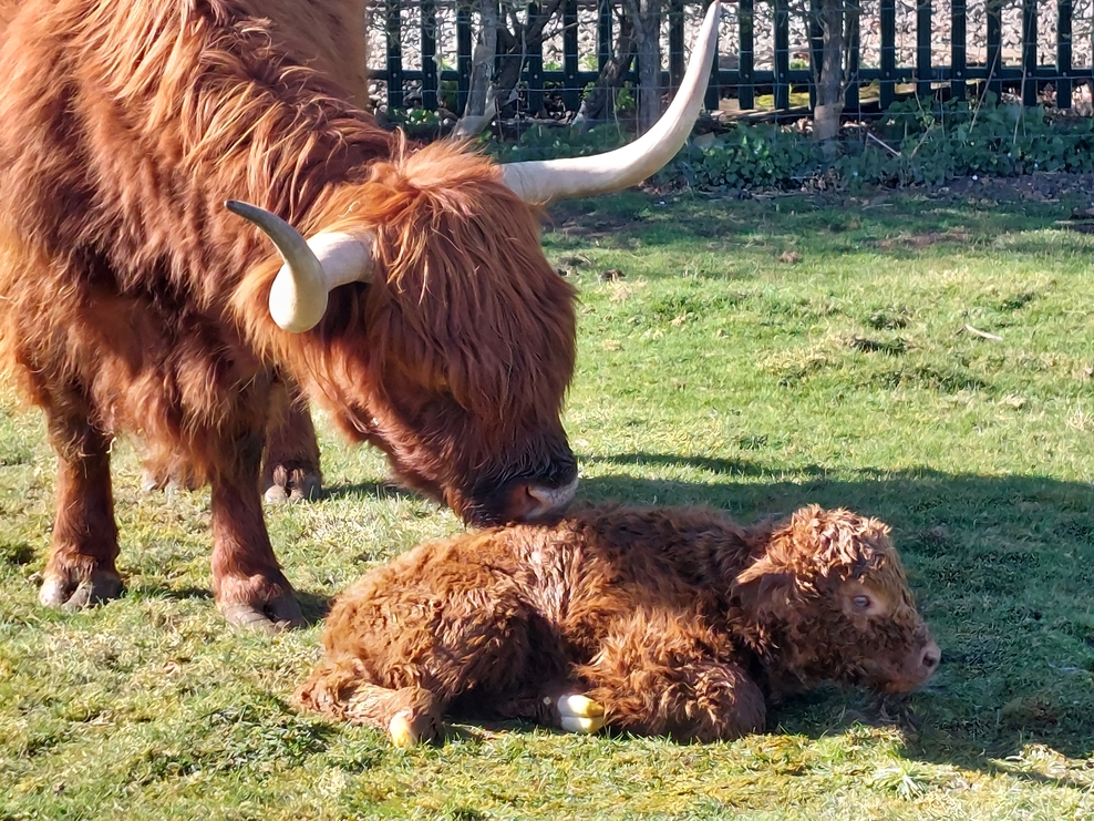 Grazing's Amazing - new podcast episode out now | Wildlife Trust for ...