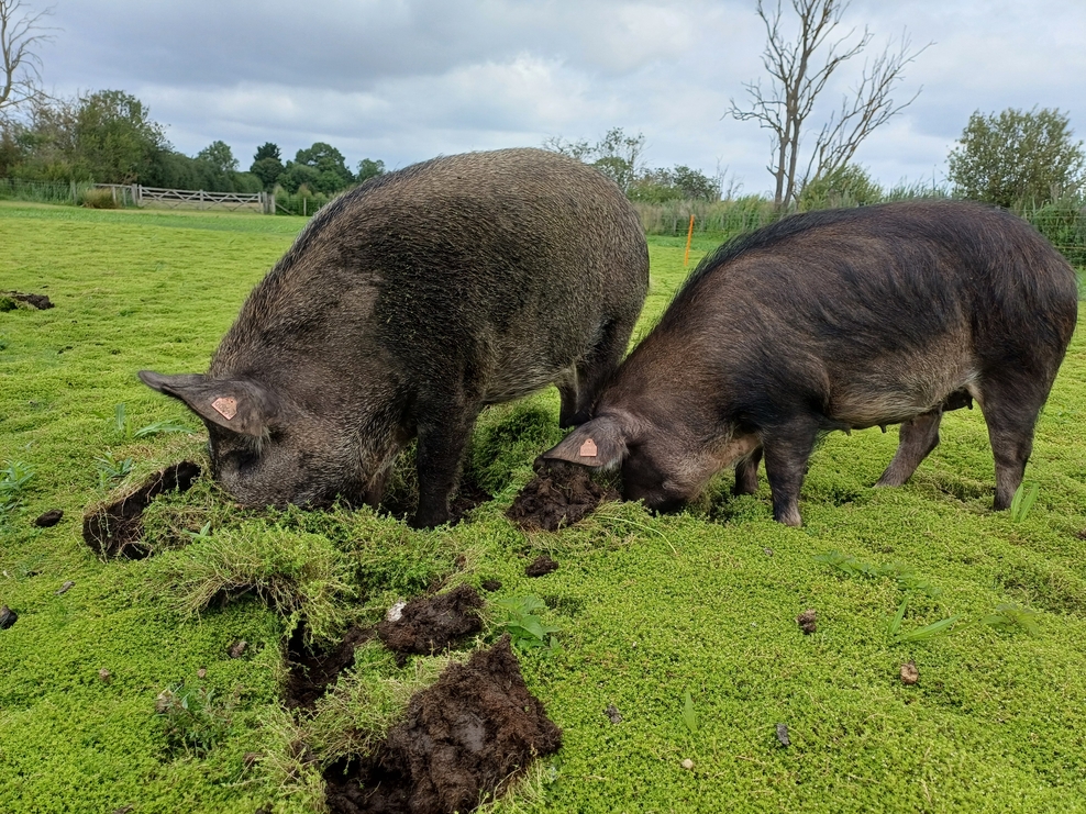 Prehistoric pigs helping to create a home for wetland birds | Wildlife ...