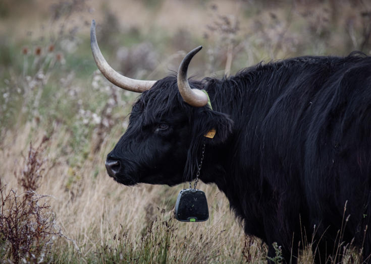 Nofence cattle collars | Wildlife Trust for Beds Cambs & Northants