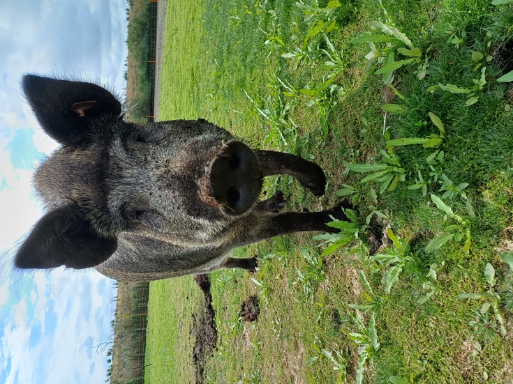 Prehistoric pigs helping to create a home for wetland birds | Wildlife ...