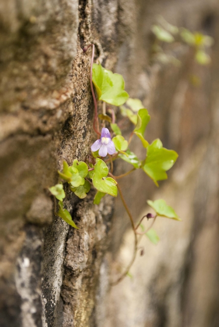 Ivy-leaved Toadflax