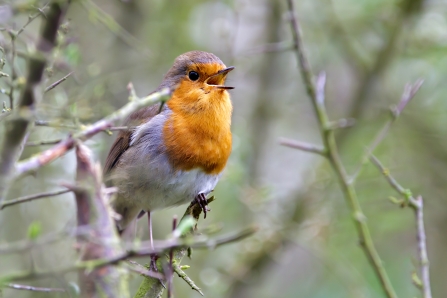 Robin at Chettisham Meadow NR by Richard Nicoll_05Apr2011